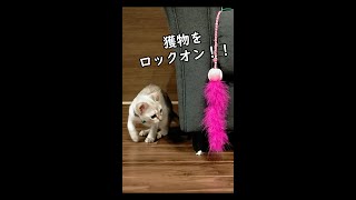 【かわいい】一人遊びが上手な仔猫【ハンター】#Short　#猫かわいい　#cat　#kitten