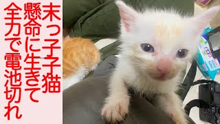 のんびり末っ子保護子猫、全力で生きて妙な所で電池切れ The baby kitten climbing on my shoulder