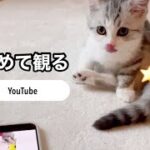 はじめてYouTubeで自分の姿を観たかわいい子猫の反応【短足ミヌエット】