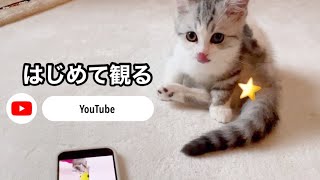 はじめてYouTubeで自分の姿を観たかわいい子猫の反応【短足ミヌエット】