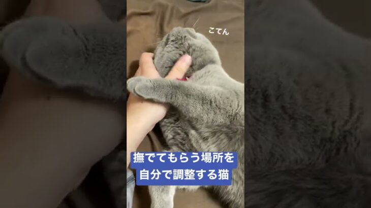 撫でてもらう場所を自分で調整する猫 #かわいい #britishshorthair #cat #ブリティッシュショートヘア #猫 #kitten #子猫 #cutecat #ねこ #猫の日