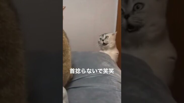 おもしろ猫#shorts #おもしろ #かわいい #癒し #動物 #猫 #笑える