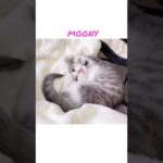 かわいい子猫がニャンモナイトになる瞬間 #shorts #猫 #子猫 #癒し #cat #kitten #kitty #ミヌエット #マンチカン #nature #healing #cute