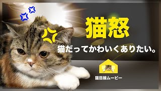 かわいい 猫🐱なのに怒ってます💢最後にお楽しみ特典ムービーあり【かわいい猫 癒しショートムービー】