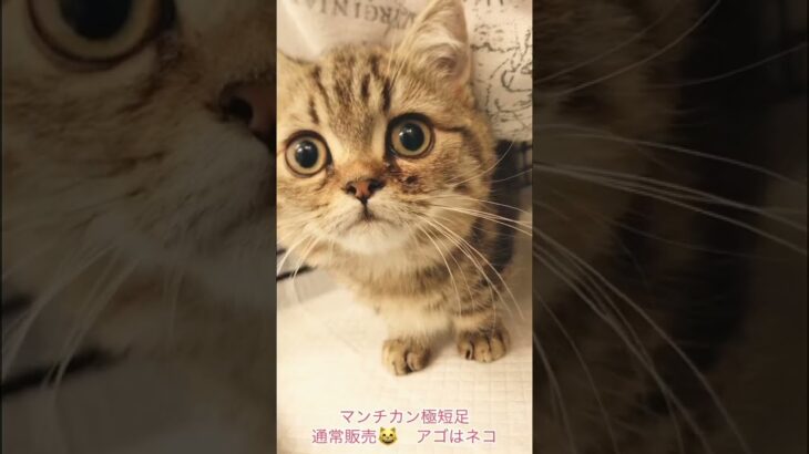 マンチカン極短足　通常販売の子猫ちゃん　アゴはネコ