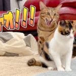 ゆっくり下がってきた子猫におケツアタックされるねこ