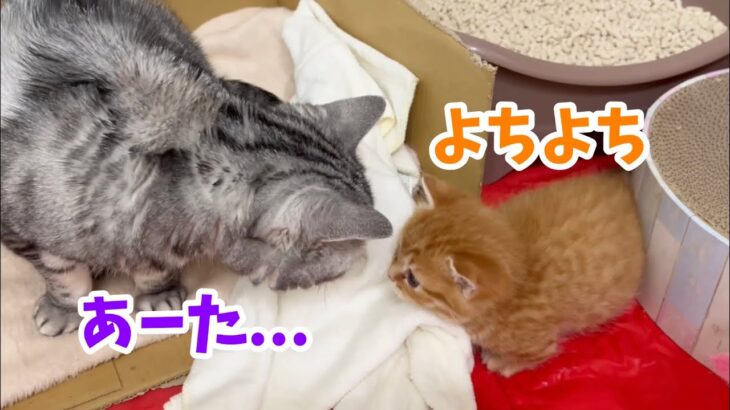 あいちゃんと子猫のぽちゃくんが初対面した衝撃の理由とは…！？