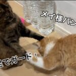 【子猫保護】今回もニャンズの午前中を追ってみました。盲目のメイも新たに出来る事が増えました♡