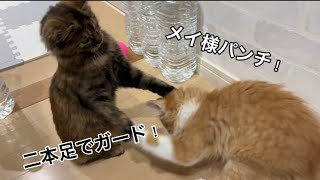 【子猫保護】今回もニャンズの午前中を追ってみました。盲目のメイも新たに出来る事が増えました♡