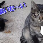 【面白い猫】散歩中のカニを食べようと苦戦する子猫 【猫の壺】