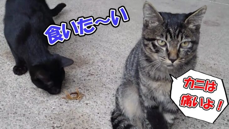 【面白い猫】散歩中のカニを食べようと苦戦する子猫 【猫の壺】