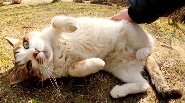 芝生の広場に集まる可愛い猫たちをモフる