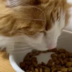 【食事】カリカリを食べているかわいい猫です。