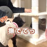 【ヤキモチ】パパさんが先住猫を撫でると必ず子猫が嫉妬してて可愛いwww