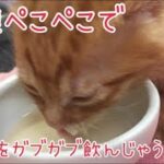【ノミダニ泥だらけの子猫】お腹ぺこぺこでミルクをガブガブ飲んじゃう子猫#保護子猫 #保護猫 #子猫 #茶トラ #ガリガリ #生後1ヶ月
