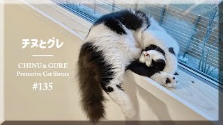 チヌグレの「おもしろ＆可愛い寝姿」10選 ／ #猫 #保護猫 ＃チヌとグレ