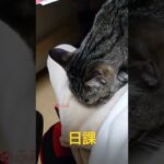 【癒し100%】1分5000円 猫流マッサージ