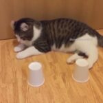 猫かわいい – 猫おもしろ – 最も面白い猫の動画 2022 #1