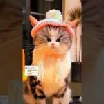 猫の癒し動画42 #shorts