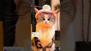 猫の癒し動画42 #shorts