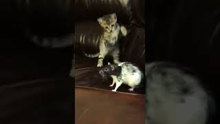 猫の癒し動画43 #shorts