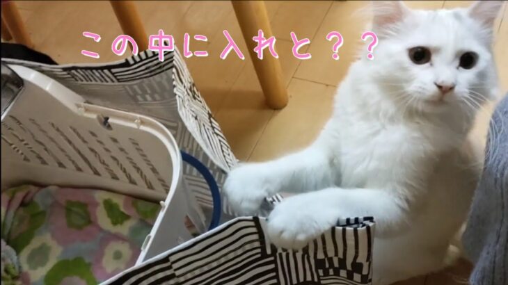 【保護子猫】生後5ヶ月、避妊手術に行ってきます！！こわい！