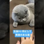 生後9ヶ月にして貫禄のある猫 #かわいい #britishshorthair #cat #ブリティッシュショートヘア #猫 #kitten #子猫 #cutecat