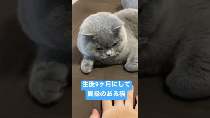 生後9ヶ月にして貫禄のある猫 #かわいい #britishshorthair #cat #ブリティッシュショートヘア #猫 #kitten #子猫 #cutecat