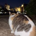 三毛猫と夜景。Calico cat and night view.