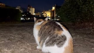 三毛猫と夜景。Calico cat and night view.