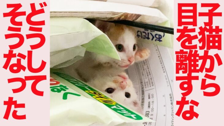 子猫たちから目を離さないで下さい！ Don’t take your eyes off the kittens