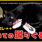 ギター型『蹴りぐるみ』を猫にプレゼントしたら…反応が◯◯だった🎁［黒猫 かわいい］～I’ve entered sweepstakes and received some cat kicker.～