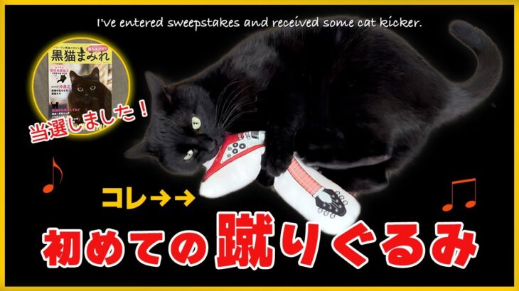 ギター型『蹴りぐるみ』を猫にプレゼントしたら…反応が◯◯だった🎁［黒猫 かわいい］～I’ve entered sweepstakes and received some cat kicker.～