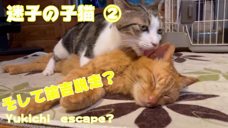 迷子の子猫 ②　そして諭吉脱走！Lost kitten ② and Yukichi escape?