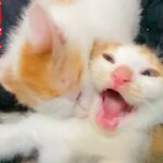 保護子猫の顔芸、子猫レスリングにて炸裂する The rescued kitten’s funny face