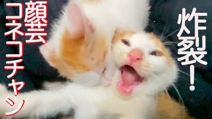 保護子猫の顔芸、子猫レスリングにて炸裂する The rescued kitten’s funny face