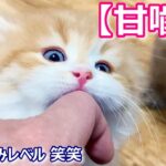 【子猫の成長記録】ミヌエットの子猫がしっかりめの甘噛みをする件 ∼猫のいる生活Vol.293∼ 出産動画 マンチカン短足・ミヌエット・ペルシャ猫専門ブリーダー『ペット蔵人』