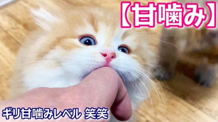 【子猫の成長記録】ミヌエットの子猫がしっかりめの甘噛みをする件 ∼猫のいる生活Vol.293∼ 出産動画 マンチカン短足・ミヌエット・ペルシャ猫専門ブリーダー『ペット蔵人』