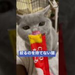 絞るのを待てない猫 #かわいい #britishshorthair #cat #ブリティッシュショートヘア #猫 #kitten #子猫 #cutecat #bsh