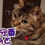 #cat　お留守番の後のあいちゃん【癒し猫あいちゃんを音楽とともに～】No.229