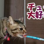 #cat　あいちゃん大好きチュール【癒し猫あいちゃんを癒しの音楽とともに～】No.230