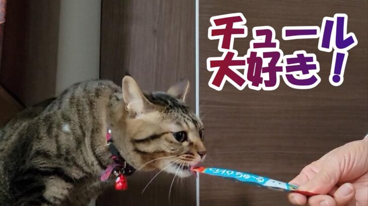 #cat　あいちゃん大好きチュール【癒し猫あいちゃんを癒しの音楽とともに～】No.230