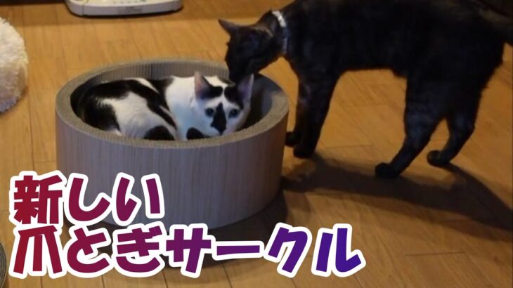 #cat　#猫好き　爪とぎサークルを新調しました！【癒し猫あいちゃんを癒しの音楽とともに～】No.236