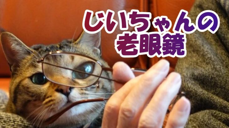 #cat　#猫好き　あいちゃんとおじいちゃん【癒し猫あいちゃんを癒しの音楽とともに～】No.245