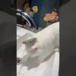 水の飲み方がわからない猫
#shorts #猫 #かわいい