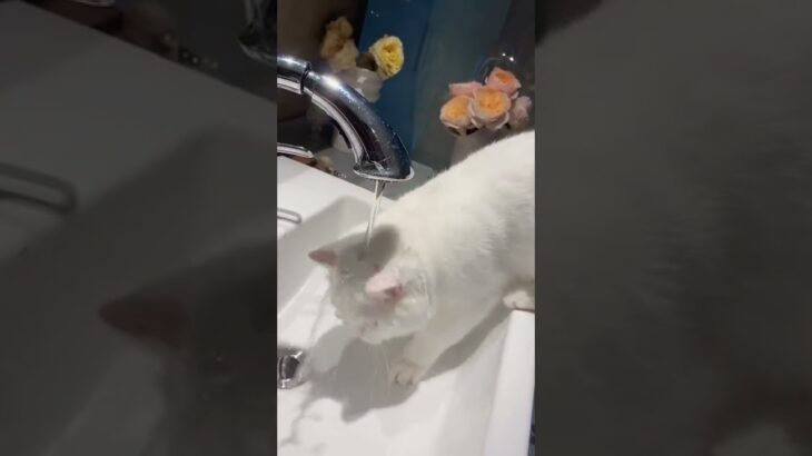 水の飲み方がわからない猫
#shorts #猫 #かわいい