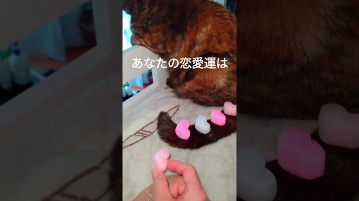 猫占い♡今日のあなたの恋愛運は？#shorts