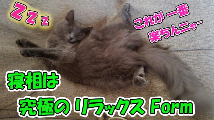 【面白い猫】変な格好で寝るネコが可愛い。好きな寝場所は一体どこ？          【猫の壺