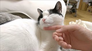 猫を撫でて、癒し癒され