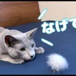 猫とボールで遊んだら、アピールがとってもかわいかった！【ロシアンブルー】